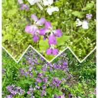 オオアラセイトウ,ムラサキハナナ,ショカツサイ,お散歩,野草の画像