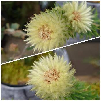 フィリカ プベッセンス ワフトフェザーの投稿画像一覧 Greensnap グリーンスナップ フィリカ プベッセンス ワフトフェザーの投稿画像一覧 Greensnap グリーンスナップ