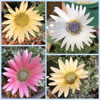 ベニディオ アークトチスの投稿画像一覧 Greensnap グリーンスナップ