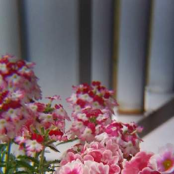 ビオラ✨の画像 by フェアリーさん | バルコニー/ベランダとビオラとバーベナとプリムラオブコニカとぴんくカラーとバーベナ♪とビオラ✨ときいろの花と可愛いとプリムラ   オブコニカ