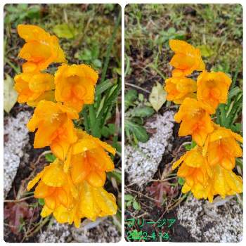 橙色のお花の画像 by もぐjuhさん | 広い庭と橙色のお花とお顔がこんにちはとGoogle Pixel5