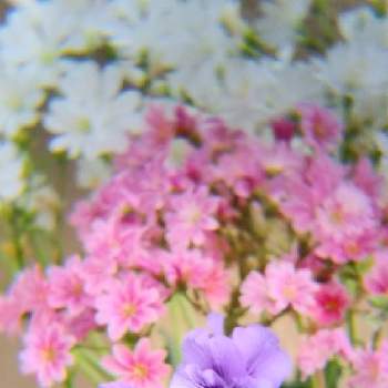 ビオラ✨の画像 by フェアリーさん | バルコニー/ベランダとピンクのお花とビオラ✨としろい花とレウィシア♡