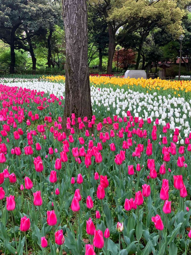 jutaさんの横浜公園への投稿