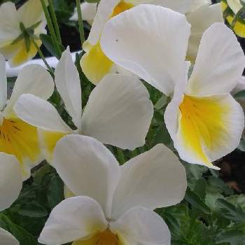 ビオラ✨の画像 by フェアリーさん | バルコニー/ベランダと種からとビオラ✨ときいろの花と可愛いとしろい花とスマホでマクロ撮影
