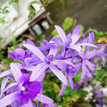 ペトレア ウォルビリスの画像 by aquamarineさん | お出かけ先とペトレア・ヴォルビリスとペトレア ウォルビリスと紫の花