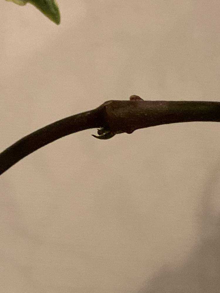 HOYA・ホヤ・Larisa・開花中・花座あり Hoya sp. 開花までの記録