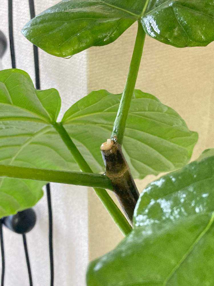 植物ど素人が育てる】ウンベラータの記録【植物愛爆発】｜🍀GreenSnap