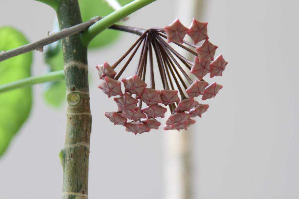 HOYA・ホヤ・Larisa・開花中・花座あり HOYA・ホヤ・Larisa・開花中・花座あり HOYA・ホヤ・Larisa