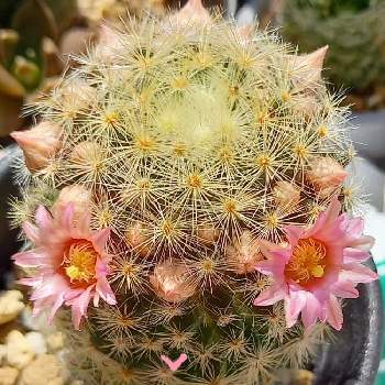 サボテンの蕾の投稿画像一覧 Greensnap グリーンスナップ