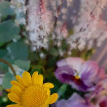 かわいいお出迎えの画像 by みちりんさん | 小さな庭とティアレラ　スプリングシンフォニーとムルチコーレとかわいい♡と寄せ植えとおうち園芸と黄色と♡ 綺麗 ♡と元気もらえるとかわいいお出迎えとミッチの会とお花のある生活