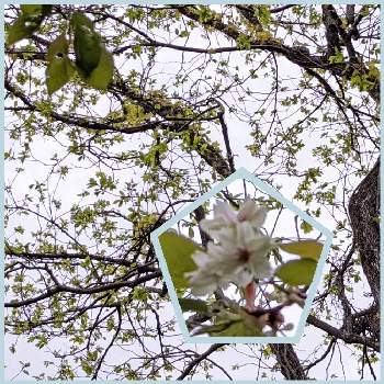 サクラ✽の画像 by 秋草さん | 広い庭とサクラと鬱金桜とサクラ✽と桜(さくら)リレーと桜フォトコン2022