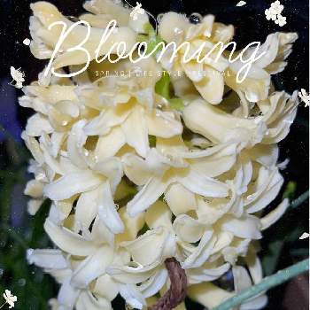 ヒヤシンス 白の画像 by ももこさん | 小さな庭とムスカリとヒヤシンス 白とガーデニングと花いろいろとお花のある暮らし