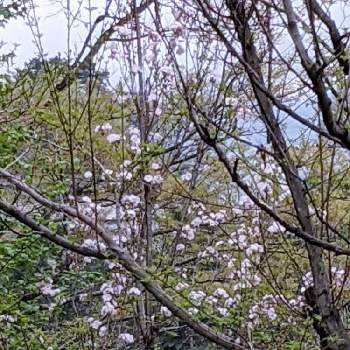 サクラ✽の画像 by 秋草さん | 広い庭とサクラとさくら　天の川とピンクの花と斜面✽と桜フォトコン2022と桜(さくら)リレーとピンクワールドへ ようこそとサクラ✽