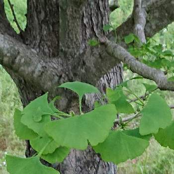  イチョウの木の画像 by マイフラワーさん | お出かけ先と イチョウの木とイチョウの葉と本日のお花⑅◡̈*とグリーンの葉っぱと新緑