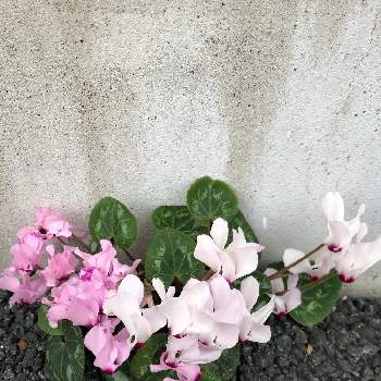 強い花の画像 by acoさん | お出かけ先と#シクラメンと#アスファルトの隙間からとすごい花と強い花と道端の花と根性の花と雑草化