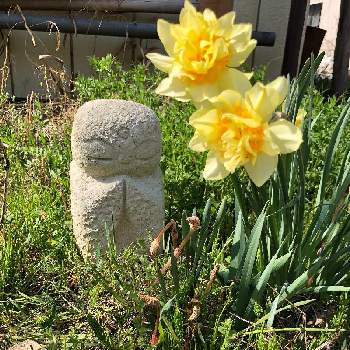 強い花の画像 by acoさん | 黄色い水仙と春のお花と強い花とつくしんぼとお地蔵さまと福島県と道端の花と 水仙と丈夫な植物と雑草化