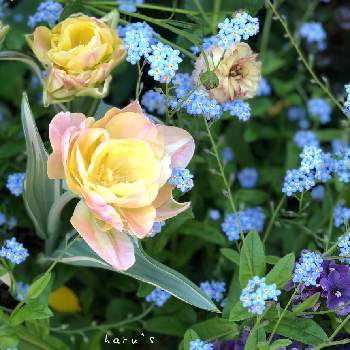 ブルーとパープルのお花♪♪の画像 by はる♪さん | はる♪花壇と小花会とおうち園芸とハッピーアップスターとリーフ好きﻌﻌ♥と花のある暮らしと『秋植え球根2022』フォトコンテストとブルーとパープルのお花♪♪とチューリップハッピーアップスター♡