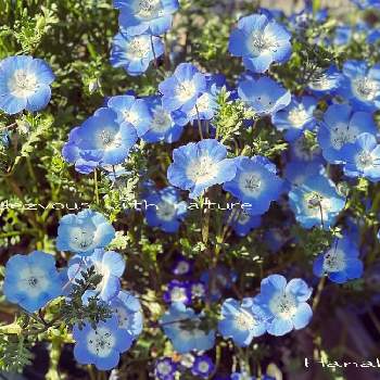 ネモフィラ　メンジェシーの画像 by ハナコさん | お出かけ先とネモフィラ　メンジェシーと青いお花と上坂部西公園