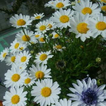 ダブルオステオスペルマム シルバーの画像 by SA.CHI.Yさん | 小さな庭とノースポールとダブルオステオスペルマム シルバーとおうち園芸とお花に癒されてと我が家の花壇と白いお花とお花が好き♡と鉢植えと花のある暮らし