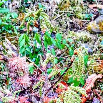 クヌギの花の投稿画像一覧 Greensnap グリーンスナップ