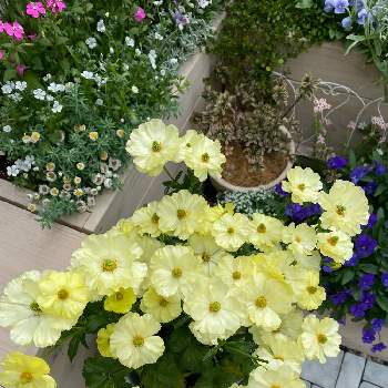 お花のパワーの画像 by Chiharuさん | 小さな庭とラナンキュラス　ラックスとラナンキュラスラックス ハリオスと癒やしとおうち時間とマイガーデンとラナンキュラス・ラックスとお花のパワーと黄色の花と鉢植えと私の庭とガーデニングと花のある暮らしと庭時間