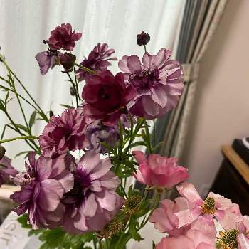 ラナンキュラス ラックス ティーバの画像 by yuki.Iさん | 部屋とラナンキュラス ラックス ティーバとラナンキュラス ラックス アウラとキュンキュン乙女倶楽部とお花を楽しむと可愛いお花と欲しかったと花っていいねと今日の一枚と花のある暮らしといい色♡と諦めたら見つかるってあるよね