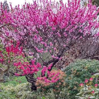 椿　つばき　ツバキの画像 by あななさん | お出かけ先と花桃♪と春の訪れと椿　つばき　ツバキとシャクナゲ♪と石楠花の花