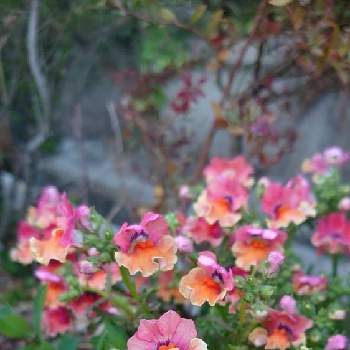 門柱周りの花壇の投稿画像一覧 Greensnap グリーンスナップ