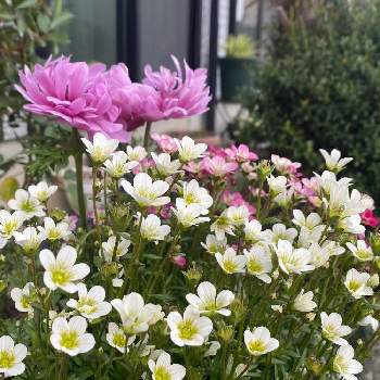 お目覚めpicの画像 by MIRUMOさん | 小さな庭とクモマグサとお目覚めpicと好きな色と癒しと応援花❤️と❤️M.family❤️と可愛いと花のある暮らしと♡My garden♡と頑張れ❗️日本