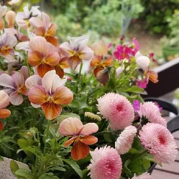 新しいなかまの画像 by はなちゃんさん | 新しいなかまと寄せ植えとお庭のお花と花のある生活と鉢植えと私のお庭