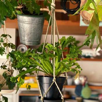 iPhone11ProMaxの画像 by ヌマ餃子さん | キッチンとアスプレニウムとiPhone11ProMaxと観葉植物と水やりと植中毒と日光浴と鉢植えとDIYと室内パーゴラ