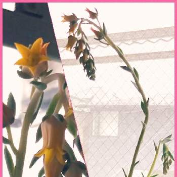 グランデシンザの画像 by 樹里さん | バルコニー/ベランダとグランデシンザと花芽とモリモリと元気に育ってます♪と可愛いと花がきれい