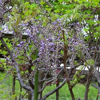 鬼滅の刃 藤の花の投稿画像一覧 Greensnap グリーンスナップ