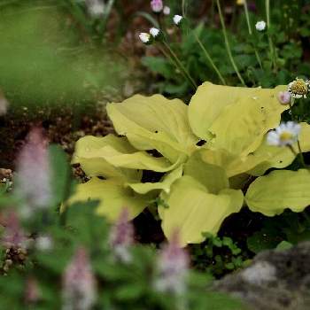伊豆の庭の画像 by 伊豆野サクラさん | ホスタ（ギボウシ）とファイヤーアイランド✨と宿根草♪と伊豆の庭とリーフ大好きと✨ホスタ