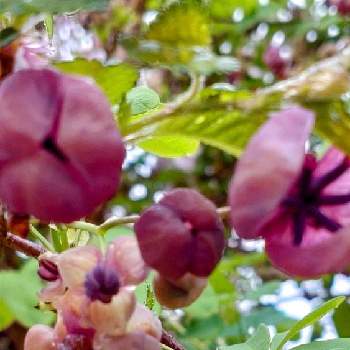 あけびの花の投稿画像一覧 Greensnap グリーンスナップ