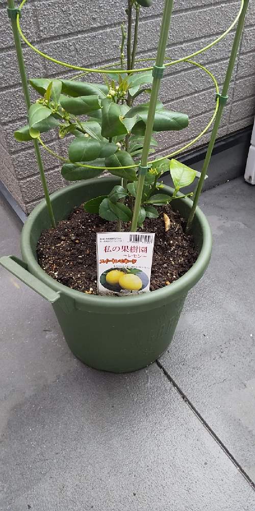 ベランダ菜園 スイートレモネード Greensnap グリーンスナップ