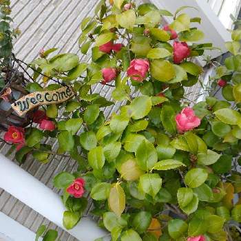 赤い花が好き の投稿画像一覧 Greensnap グリーンスナップ