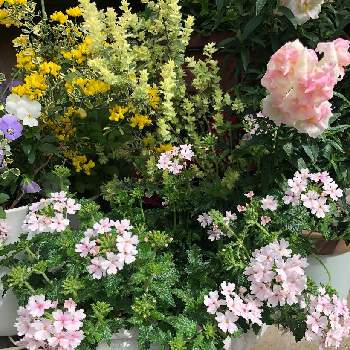 夏越しの画像 by じゅりあんさん | 小さな庭とバーベナ アイベリーと夏越しと冬越しと癒し空間と寄せ鉢と可愛い♡