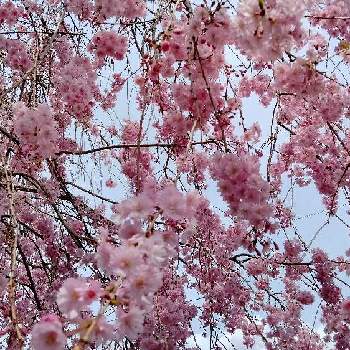 八重枝垂れ桜の画像 by moonさん | お出かけ先と八重枝垂れ桜と実家の庭とピンクの花と春に咲く花