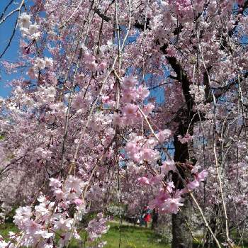 しだれ桜の画像 by 森　森さん | お出かけ先としだれ桜と世界平和とウクライナに平和をとこんな時こそ花をとさくら 桜 サクラと医療現場の人々に感謝と森の負けないぞ❗️と京都府立植物園