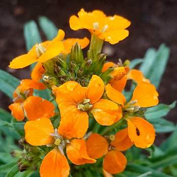 ウォールフラワー 匂紫羅欄花 の投稿画像一覧 Greensnap グリーンスナップ