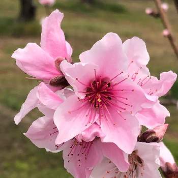 桃の花☆の画像 by rosaさん | お出かけ先と春のお花と春の風物詩と桃の花☆とピンク色の花といい香りとかわいい花