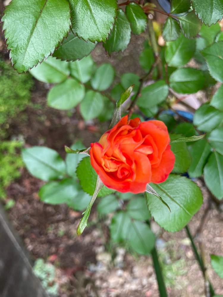 薔薇プレイボーイの投稿画像 By えむさん 小さな庭 22月4月15日 Greensnap グリーンスナップ Greensnap グリーンスナップ