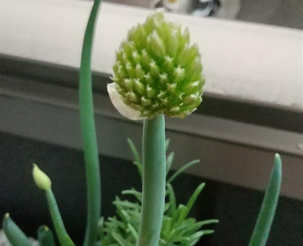 ネギ坊主の投稿画像 By みかんさん ネギと葱坊主と小さな庭とベランダとベランダ 22月4月15日 Greensnap グリーンスナップ Greensnap グリーンスナップ