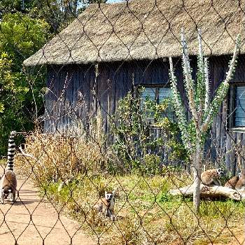 マダガスカルの画像 by nick017さん | お出かけ先とアローディア・プロセラとときわ公園とアローディア ・プロセラと多肉植物とマダガスカルと亜竜木。