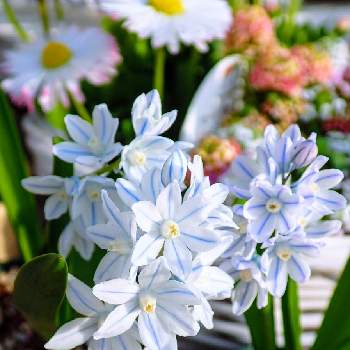 かれんな花の画像 by chacoさん | プシュキニアとプスキニアと可愛いと花のある暮らしとかれんな花と『秋植え球根2022』フォトコンテスト