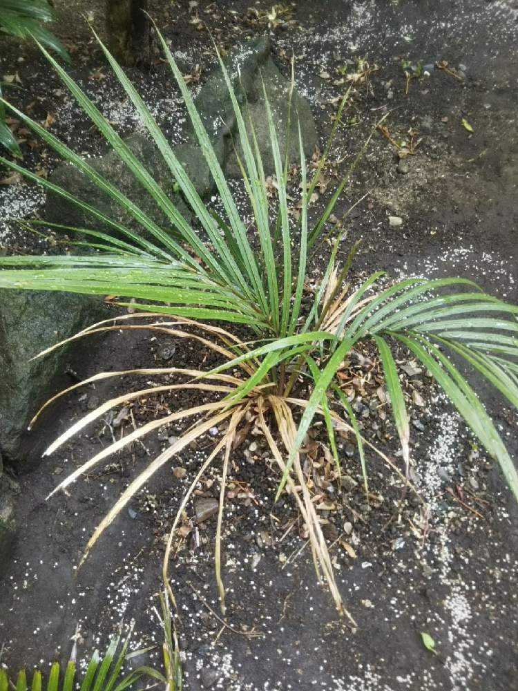 Rhopalostylis sapida ニカウヤシ｜🍀GreenSnap（グリーンスナップ）