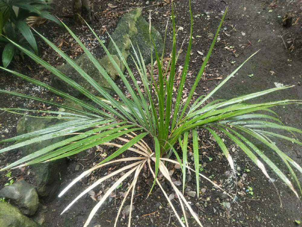 Rhopalostylis sapida ニカウヤシ｜🍀GreenSnap（グリーンスナップ）