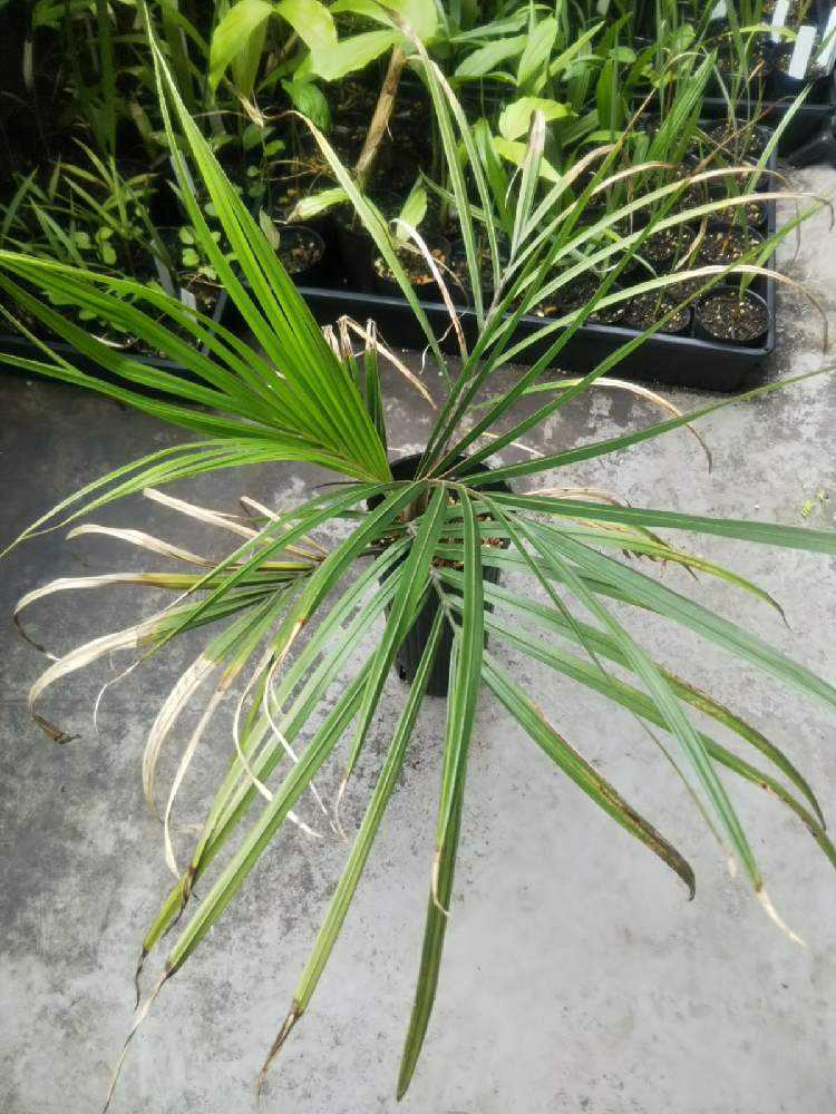 Rhopalostylis sapida ニカウヤシ ※値下げOK Rhopalostylis sapida