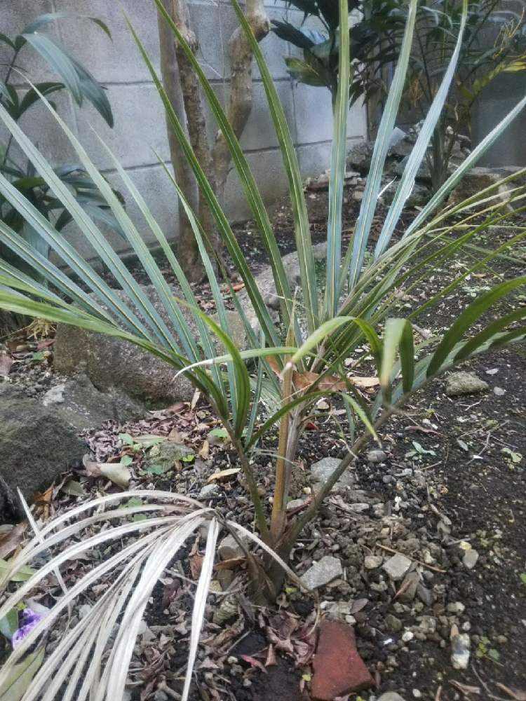 Rhopalostylis sapida ニカウヤシ｜🍀GreenSnap（グリーンスナップ）